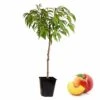 Arbre Fuitier - PĂȘcher - Pot â15cm - H.60-70cm (hauteur Pot Incluse) 2 Arbre Fuitier - PĂȘcher - Pot â15cm - H.60-70cm (hauteur Pot Incluse) -VIDA Plantes Magasin 628c216df07d10.43218470