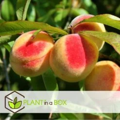 Arbre Fuitier - Pêcher - Pot ⌀15cm - H.60-70cm (hauteur Pot Incluse) -VIDA Plantes Magasin 628c216e0017c8.97624303