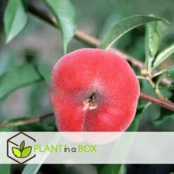 Pêcher De Vigne - Pot ⌀15cm - H.60-70cm (hauteur Pot Incluse) -VIDA Plantes Magasin 628c216ed2ae19.01599514