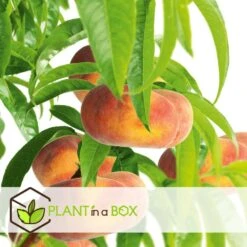 Pêcher De Vigne - Pot ⌀15cm - H.60-70cm (hauteur Pot Incluse) -VIDA Plantes Magasin 628c216ed6d8f1.92904052