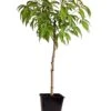 Pêcher De Vigne - Pot ⌀15cm - H.60-70cm (hauteur Pot Incluse) -VIDA Plantes Magasin 628c216edab8d7.98429876
