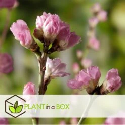 Pêcher De Vigne - Pot ⌀15cm - H.60-70cm (hauteur Pot Incluse) -VIDA Plantes Magasin 628c216edf9f94.06140473