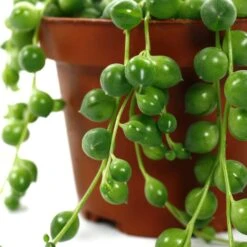 Senecio Rowleyanus, Suspension : D.14cm -VIDA Plantes Magasin 629190 003