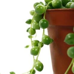 Senecio Rowleyanus, Suspension : D.14cm -VIDA Plantes Magasin 629190 004