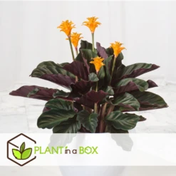 Calathea Crocata Tassmania - Pot ⌀14cm - H.40-50cm (hauteur Pot Incluse) -VIDA Plantes Magasin 6319dcdb341ff6.87274987
