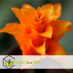 Calathea Crocata Tassmania - Pot ⌀14cm - H.40-50cm (hauteur Pot Incluse) -VIDA Plantes Magasin 6319dcdb3ed331.85501748