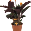 Calathea Crocata Tassmania - Pot ⌀14cm - H.40-50cm (hauteur Pot Incluse) -VIDA Plantes Magasin 6319dcdb48cca6.33221377