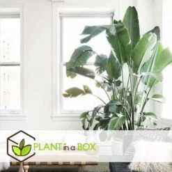 Strelitzia Nicolai Dans Panier- Pot ⌀17cm - H.55-70cm (hauteur Pot Incluse) -VIDA Plantes Magasin 631a34c70b7492.89645456