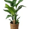 Strelitzia Nicolai Dans Panier- Pot ⌀17cm - H.55-70cm (hauteur Pot Incluse) -VIDA Plantes Magasin 631a34c70f0610.48710372