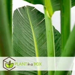 Strelitzia Nicolai Dans Panier- Pot ⌀17cm - H.55-70cm (hauteur Pot Incluse) -VIDA Plantes Magasin 631a34c7200d52.58225433