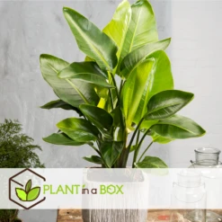 Strelitzia Nicolai Dans Panier- Pot ⌀17cm - H.55-70cm (hauteur Pot Incluse) -VIDA Plantes Magasin 631a34c7297023.78519061