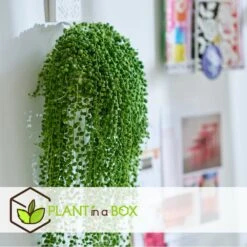 Senecio Rowleyanus - Pot ⌀12cm - H10-20cm (hauteur Pot Incluse) -VIDA Plantes Magasin 634f95fc53aa23.84576839