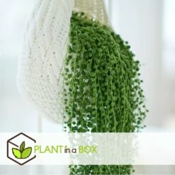 Senecio Rowleyanus - Pot ⌀12cm - H10-20cm (hauteur Pot Incluse) -VIDA Plantes Magasin 634f95fc5b6689.16972915