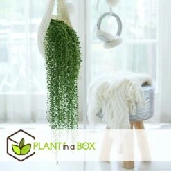 Senecio Rowleyanus - Pot ⌀12cm - H10-20cm (hauteur Pot Incluse) -VIDA Plantes Magasin 634f95fc612d81.59702573