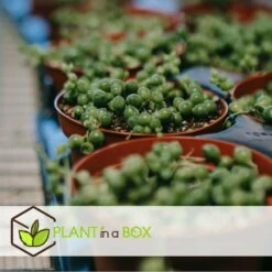 Senecio Rowleyanus - Pot ⌀12cm - H10-20cm (hauteur Pot Incluse) -VIDA Plantes Magasin 634f95fc72f312.77803963