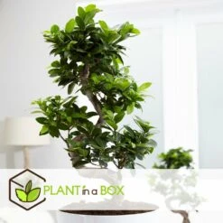 Bonsaï Ficus Ginseng - Pot ⌀12 Cm - H.30-40cm (hauteur Pot Incluse) -VIDA Plantes Magasin 635c1fb097c6e1.82739076