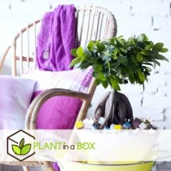 Bonsaï Ficus Ginseng - Pot ⌀12 Cm - H.30-40cm (hauteur Pot Incluse) -VIDA Plantes Magasin 635c1fb09d9b76.12520530