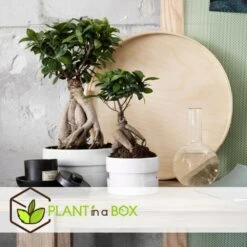 Bonsaï Ficus Ginseng - Pot ⌀12 Cm - H.30-40cm (hauteur Pot Incluse) -VIDA Plantes Magasin 635c1fb0a21539.23145404
