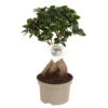 Bonsaï Ficus Ginseng - Pot ⌀12 Cm - H.30-40cm (hauteur Pot Incluse) -VIDA Plantes Magasin 635c1fb0abceb9.22662377