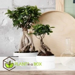 Bonsaï Ficus Ginseng - Pot ⌀12 Cm - H.30-40cm (hauteur Pot Incluse) -VIDA Plantes Magasin 635c1fb0b27d13.15474787