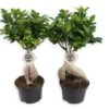 Set De 2 Bonsaï Ficus Ginseng - Pot ⌀12 Cm - H.30-40cm (hauteur Pot Incluse) -VIDA Plantes Magasin 635c1fb1bc7e74.46290023
