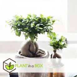 Set De 2 Bonsaï Ficus Ginseng - Pot ⌀12 Cm - H.30-40cm (hauteur Pot Incluse) -VIDA Plantes Magasin 635c1fb1c60dd6.37371382