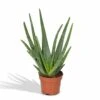 Aloe Vera - H30cm, ø12cm - Plante D'intérieur Succulente -VIDA Plantes Magasin 6363b12942445813