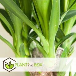 Set De 3 Mini Palmiers D'intérieur - Pot ⌀12cm - H25-40cm (hauteur Pot Incluse) -VIDA Plantes Magasin 63640c4055cf66.24697889