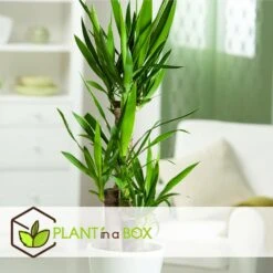 Set De 3 Mini Palmiers D'intérieur - Pot ⌀12cm - H25-40cm (hauteur Pot Incluse) -VIDA Plantes Magasin 63640c405b5bc5.95212273