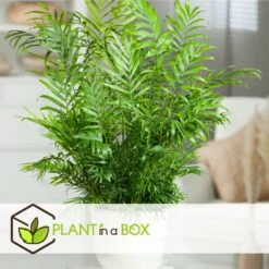 Set De 3 Mini Palmiers D'intérieur - Pot ⌀12cm - H25-40cm (hauteur Pot Incluse) -VIDA Plantes Magasin 63640c40636702.22798417