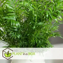 Set De 3 Mini Palmiers D'intérieur - Pot ⌀12cm - H25-40cm (hauteur Pot Incluse) -VIDA Plantes Magasin 63640c40674ce3.04998153