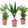 Set De 3 Mini Palmiers D'intérieur - Pot ⌀12cm - H25-40cm (hauteur Pot Incluse) -VIDA Plantes Magasin 63640c406b7e29.16297721