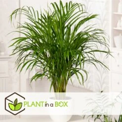 Set De 3 Mini Palmiers D'intérieur - Pot ⌀12cm - H25-40cm (hauteur Pot Incluse) -VIDA Plantes Magasin 63640c407ee146.71069969