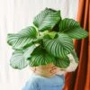 Plante D'intérieur - Calathea Orbifolia L 70cm -VIDA Plantes Magasin 6377dd852cf688.50011714