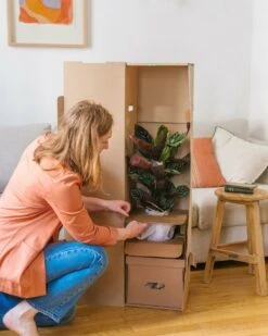 Plante D'intérieur - Fougère De Boston 30cm -VIDA Plantes Magasin 6377dd92946f96.19527258