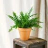 Plante D'intérieur - Fougère De Boston 30cm -VIDA Plantes Magasin 6377dd92a66382.48314922