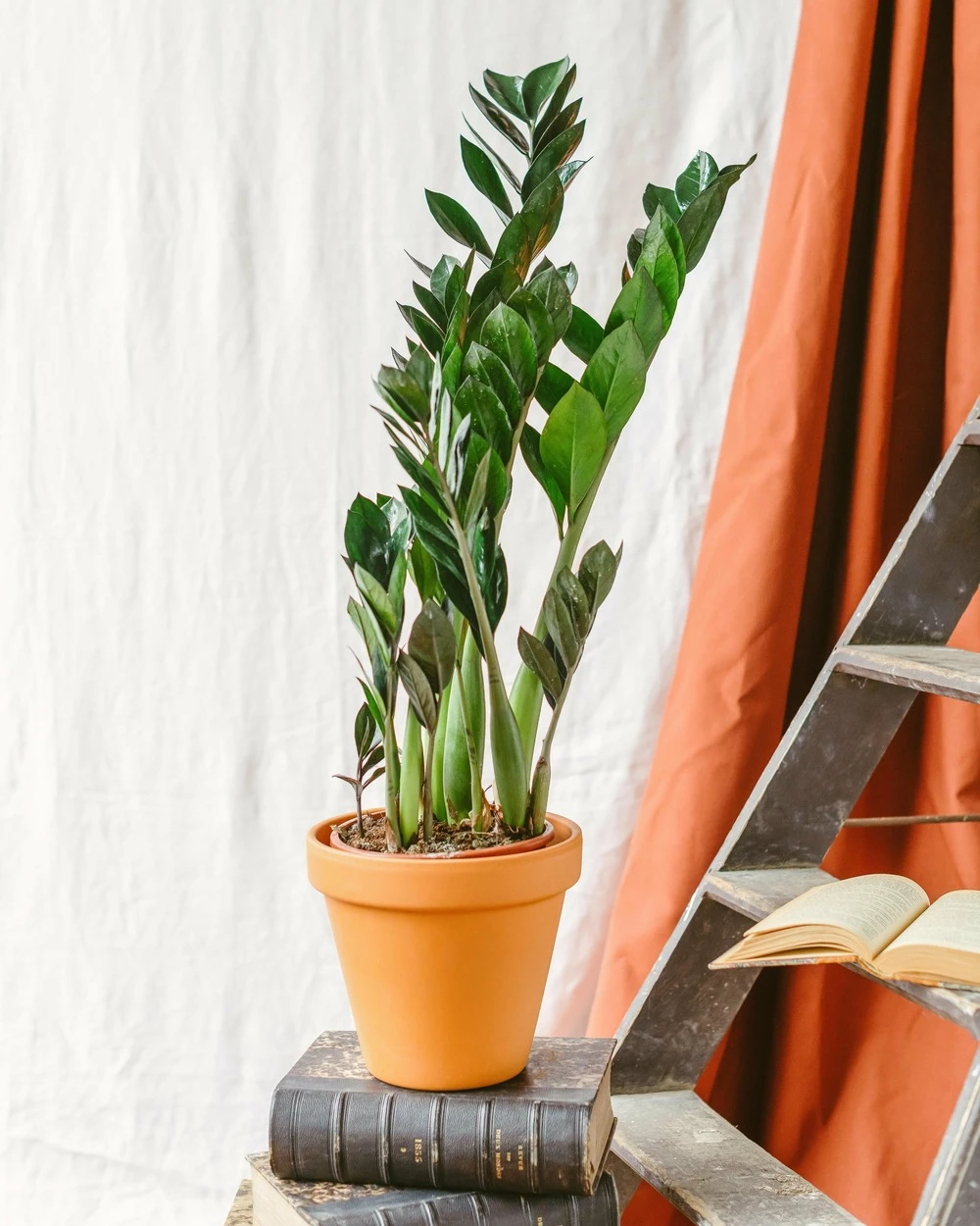 Plante D'intérieur - Zamioculcas Zamiifolia L 65cm 3 Plante D'intérieur - Zamioculcas Zamiifolia L 65cm