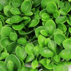 Mur Végétal Artificiel Giron Fleur - 1m X 1m -VIDA Plantes Magasin 639b1dee805698.80959754