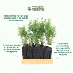 10 Buis Commun (buxus Sempervirens) - Haie De Buis Commun - 10 Jeunes Plants : Taille 10cm -VIDA Plantes Magasin 63bca70f685e23.10789299