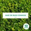 10 Buis Commun (buxus Sempervirens) - Haie De Buis Commun - 10 Jeunes Plants : Taille 10cm -VIDA Plantes Magasin 63bca70f6bd805.86374276