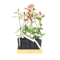 10 Photinia (photinia Fraseri 'red Robin') - Haie De Photinia Red Robin - 10 Jeunes Plants : Taille 20/40cm -VIDA Plantes Magasin 63bca725644c67.63472126