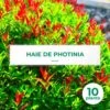 10 Photinia (photinia Fraseri 'red Robin') - Haie De Photinia Red Robin - 10 Jeunes Plants : Taille 20/40cm -VIDA Plantes Magasin 63bca72576e657.50429684