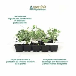 10 Fusain Emerald 'gaiety' (euonymus Fortunei 'gaeity') - Haie Fusain Gaiety - 10 Jeunes Plants : Taille 13/25cm 10 10 Fusain Emerald 'gaiety' (euonymus Fortunei 'gaeity') - Haie Fusain Gaiety - 10 Jeunes Plants : Taille 13/25cm -VIDA Plantes Magasin 63bca736196735.17415685