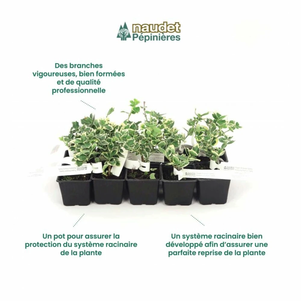 10 Fusain Emerald 'gaiety' (euonymus Fortunei 'gaeity') - Haie Fusain Gaiety - 10 Jeunes Plants : Taille 13/25cm 6 10 Fusain Emerald 'gaiety' (euonymus Fortunei 'gaeity') - Haie Fusain Gaiety - 10 Jeunes Plants : Taille 13/25cm – Image 4