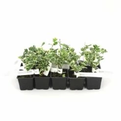 10 Fusain Emerald 'gaiety' (euonymus Fortunei 'gaeity') - Haie Fusain Gaiety - 10 Jeunes Plants : Taille 13/25cm 9 10 Fusain Emerald 'gaiety' (euonymus Fortunei 'gaeity') - Haie Fusain Gaiety - 10 Jeunes Plants : Taille 13/25cm -VIDA Plantes Magasin 63bca7361fc7b5.60773843