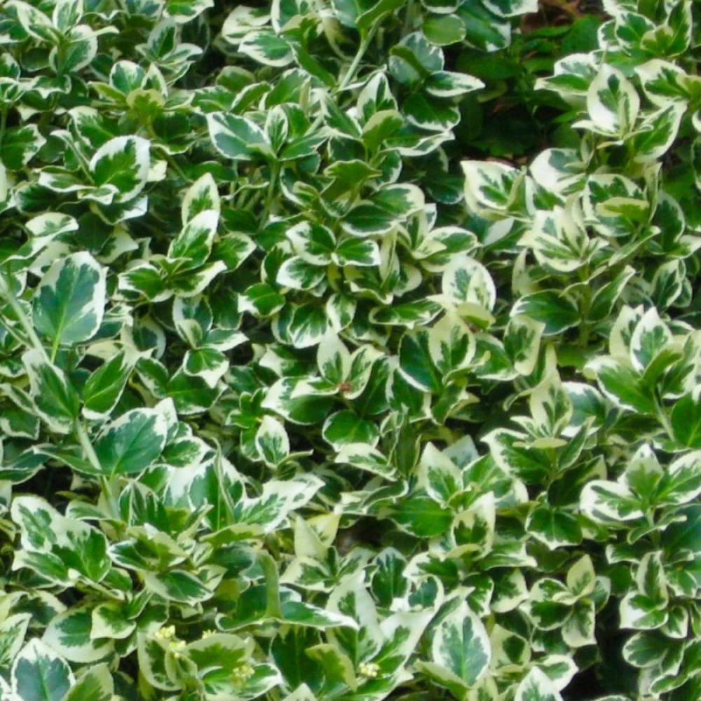 10 Fusain Emerald 'gaiety' (euonymus Fortunei 'gaeity') - Haie Fusain Gaiety - 10 Jeunes Plants : Taille 13/25cm 4 10 Fusain Emerald 'gaiety' (euonymus Fortunei 'gaeity') - Haie Fusain Gaiety - 10 Jeunes Plants : Taille 13/25cm – Image 2