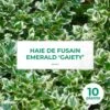 10 Fusain Emerald 'gaiety' (euonymus Fortunei 'gaeity') - Haie Fusain Gaiety - 10 Jeunes Plants : Taille 13/25cm -VIDA Plantes Magasin 63bca736296303.46650448