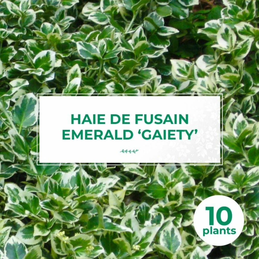 10 Fusain Emerald 'gaiety' (euonymus Fortunei 'gaeity') - Haie Fusain Gaiety - 10 Jeunes Plants : Taille 13/25cm 3 10 Fusain Emerald 'gaiety' (euonymus Fortunei 'gaeity') - Haie Fusain Gaiety - 10 Jeunes Plants : Taille 13/25cm