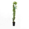 Lierre Des Bois 'glacier' (hedera Helix 'glacier') - Conteneur 3l -VIDA Plantes Magasin 63cf85da9d8e09.73091083