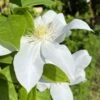 Clématite 'madame Lecoultre' (clematis 'mme Lecoultre) - Conteneur 1,5l -VIDA Plantes Magasin 63cf85db7212f5.02779688
